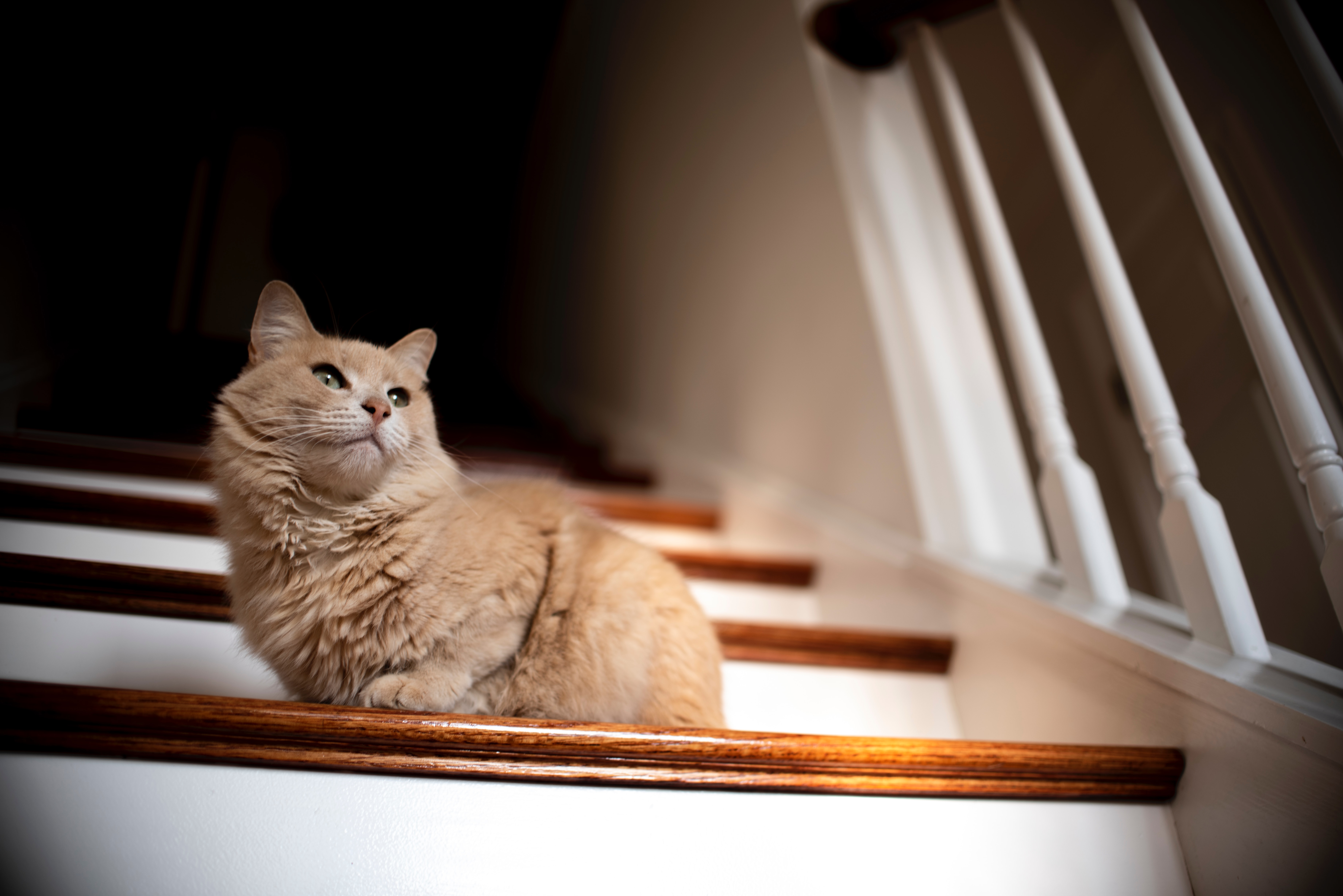 Cat on stairs